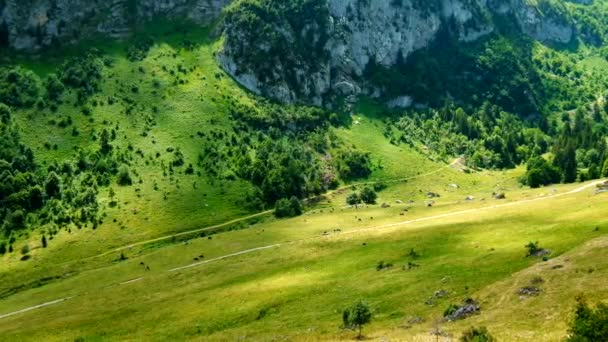 Невелике Стадо Корів Котрі Пасуться Гірських Пасовищ Швейцарії — стокове відео