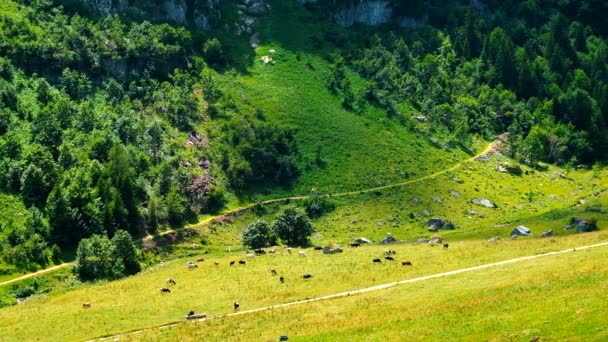 Μικρό κοπάδι από αγελάδες που βόσκουν σε ένα λιβάδι στο βουνό — Αρχείο Βίντεο