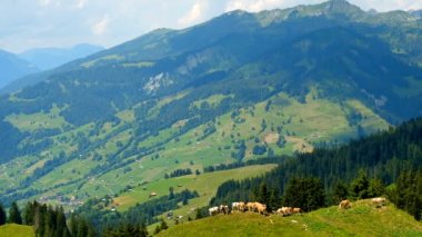 Küçük bir dağ mera üzerinde otlatma inek sürüsü