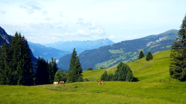 Un petit troupeau de vaches paissent dans la prairie alpine — Video