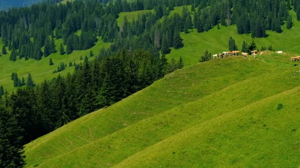 Kleine kudde koeien grazen in het weiland van een berg — Stockvideo