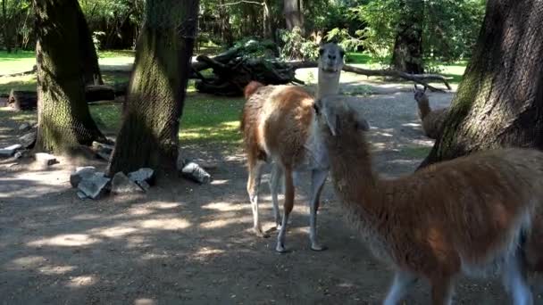 Llamas no zoológico no verão — Vídeo de Stock