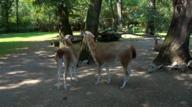 Llamas hayvanat bahçesinde yaz