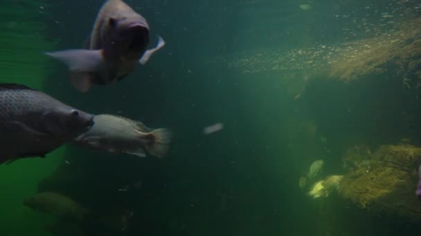 Vissen zwemmen in het Aquarium — Stockvideo