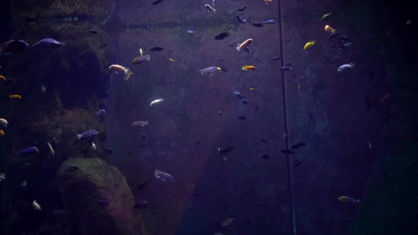 Pływać ryby w akwarium — Wideo stockowe