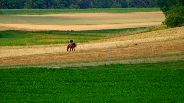 Mężczyzna jedzie na koniu przez pole — Wideo stockowe