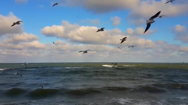 Las gaviotas vuelan sobre el mar — Vídeo de stock