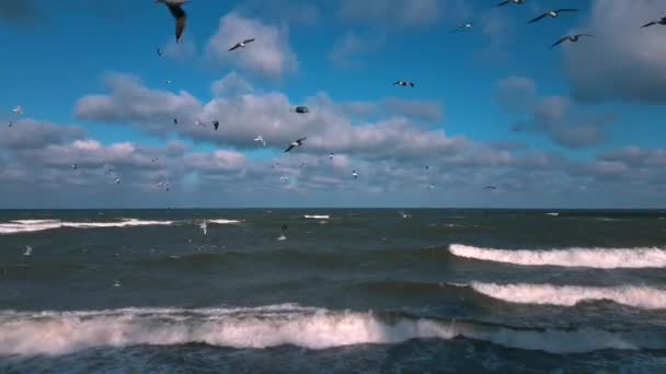 Gaivotas voam sobre o mar — Vídeo de Stock