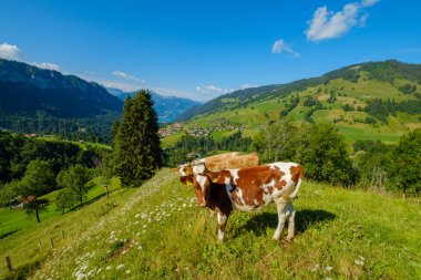 Küçük inek sürüsü otlatmak alpin çayır