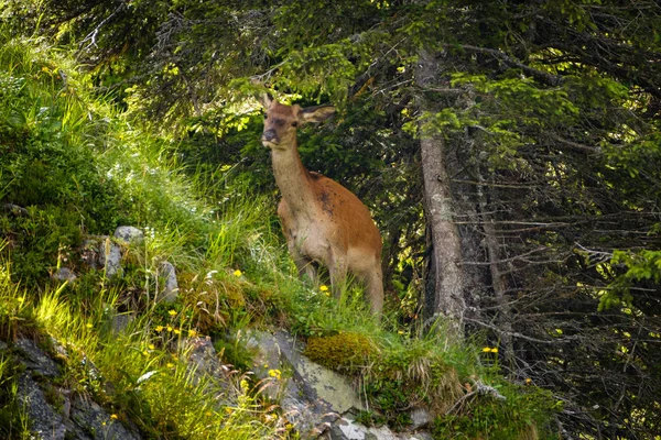 スイスの山の斜面から Yound 鹿 — ストック写真