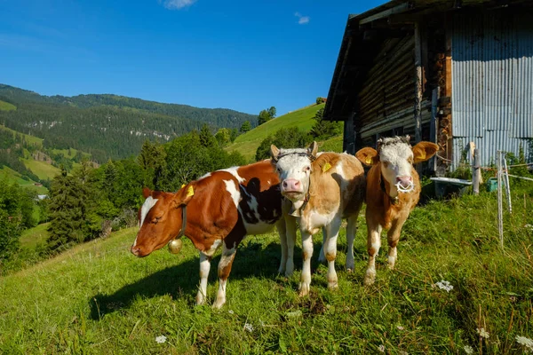 Un petit troupeau de vaches paissent dans la prairie alpine — Photo