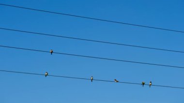 Kuşlar teller oturuyorsun