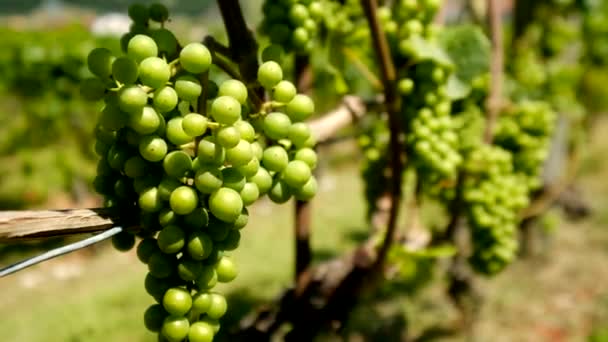 Спелый белый виноград на винограднике — стоковое видео