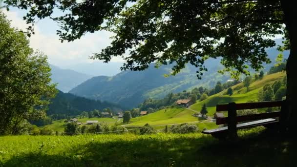 Bench under a tree on a hill. — Stock Video