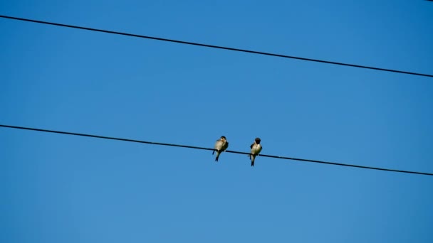 Ptaki siedzą na przewody — Wideo stockowe