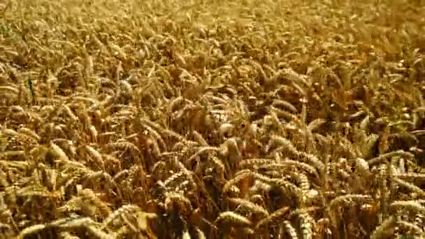 Zralé žito v poli v létě — Stock video