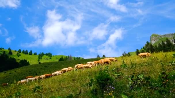 Маленький стадо корів, що пасуться на гірському пасовищі — стокове відео