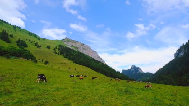 Pequeño rebaño de vacas pastando en un pastizal de montaña — Vídeos de Stock