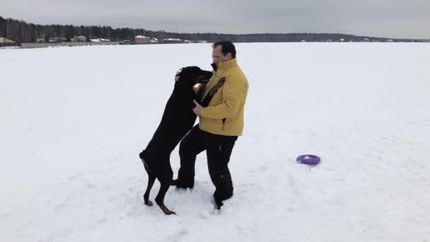 Κατάρτιση και παίζοντας με τα σκυλιά Ντόμπερμαν σε χιονισμένο πεδίο — Αρχείο Βίντεο