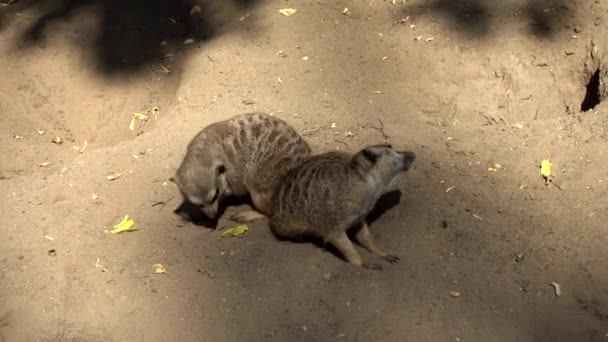 Suerkats no zoológico no verão — Vídeo de Stock