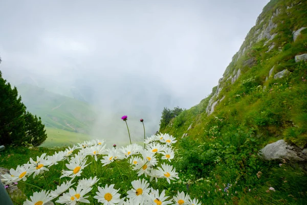 Typische zomer bergen Zwitserland landschap — Stockfoto