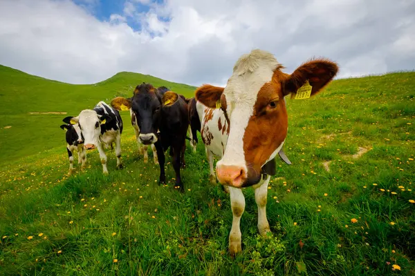 Piccole mandrie di mucche pascolano nel prato alpino — Foto Stock