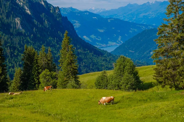 Pequeña manada de vacas pastan en el prado alpino — Foto de Stock