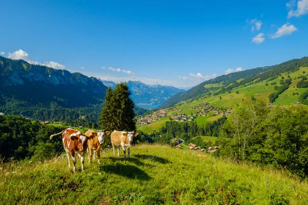 Pequeña manada de vacas pastan en el prado alpino — Foto de Stock