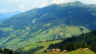 Küçük bir dağ mera üzerinde otlatma inek sürüsü