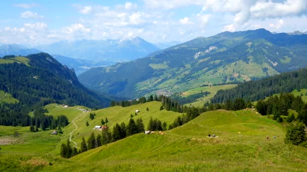 Petit troupeau de vaches broutant sur un pâturage de montagne — Video