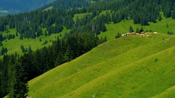 Маленький стадо корів, що пасуться на гірському пасовищі — стокове відео