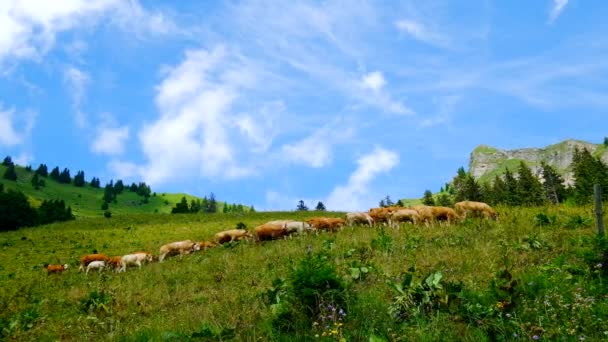 Μικρό κοπάδι από αγελάδες που βόσκουν σε ένα λιβάδι στο βουνό — Αρχείο Βίντεο