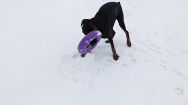 Eğitim ve Dobermans köpeklerle karlı bir sahada oynamak