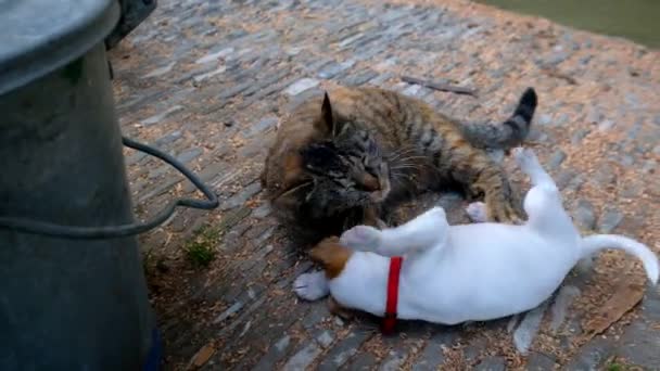 Katze jammert mit Hund draußen