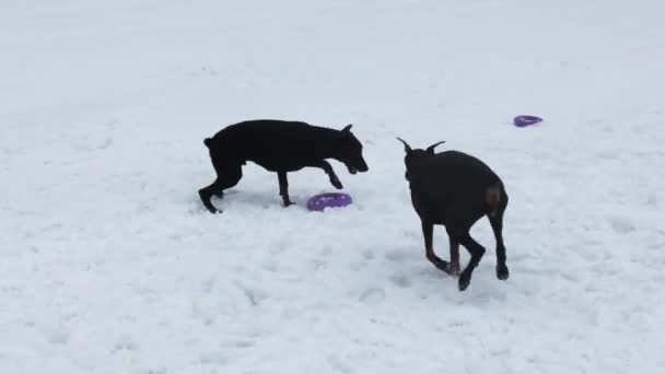 Entrenar y jugar con perros Dobermans en un campo cubierto de nieve — Vídeo de stock