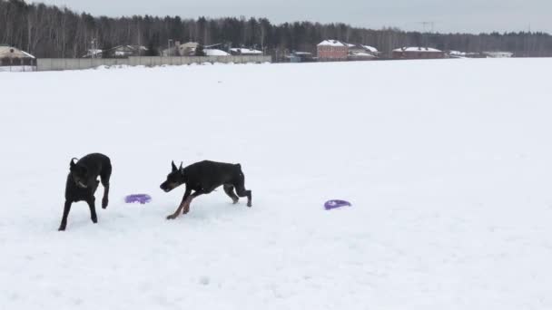 Képzés és játék-val kutya Dobermann-havas mezőn — Stock videók