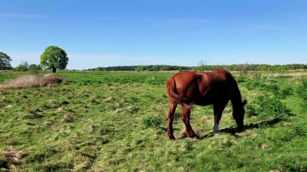 Кінь пасеться на зеленому лузі — стокове відео