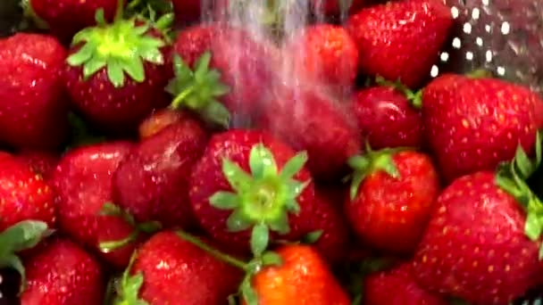 Мытье свежих спелых ягод — стоковое видео