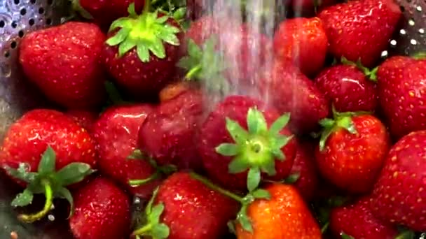 Washing fresh ripe berries — Stock Video