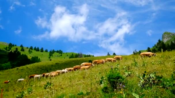 山の牧草地に放牧牛の小さい群れ — ストック動画