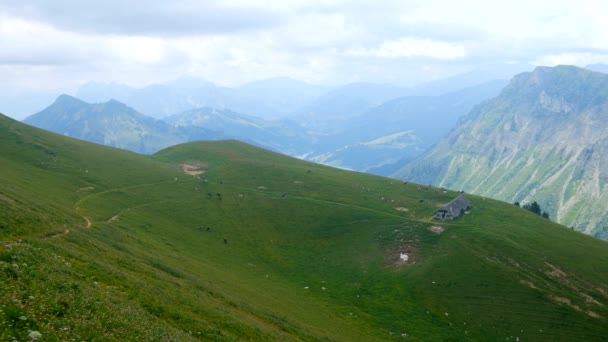 Piccole mandrie di mucche pascolano nel prato alpino — Video Stock