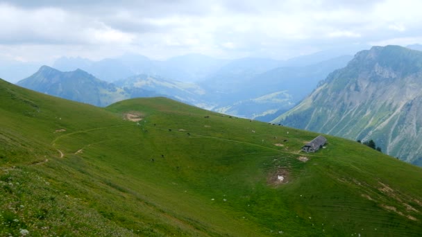 Pequena manada de vacas pastam no prado alpino — Vídeo de Stock