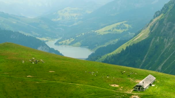 Pequena Manada Vacas Pastam Prado Alpino Suíça — Vídeo de Stock