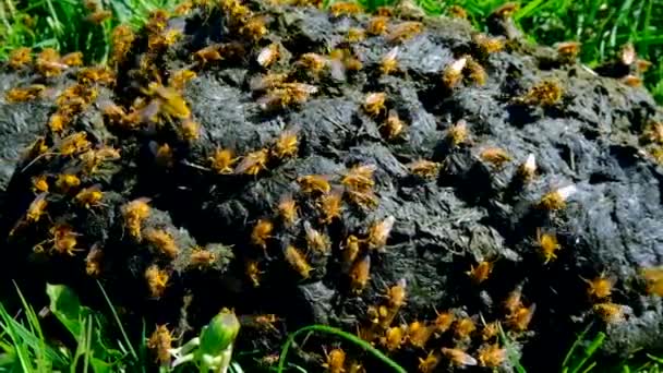 Flies crawling on fresh manure — Stock Video