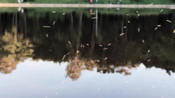 Σκνίπες πετούν κοντά σε μια λίμνη — Αρχείο Βίντεο