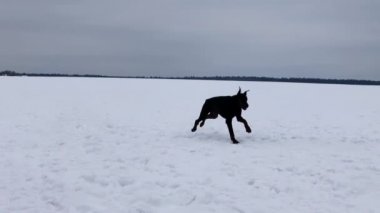 Kar üzerinde çalışan Doberman köpek