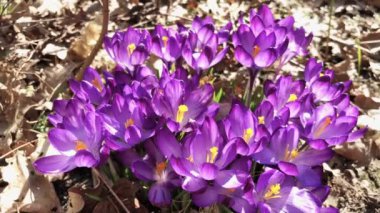 Pembe çiğdem çiçek arıya