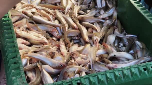 販売のため新鮮なワカサギ魚 — ストック動画