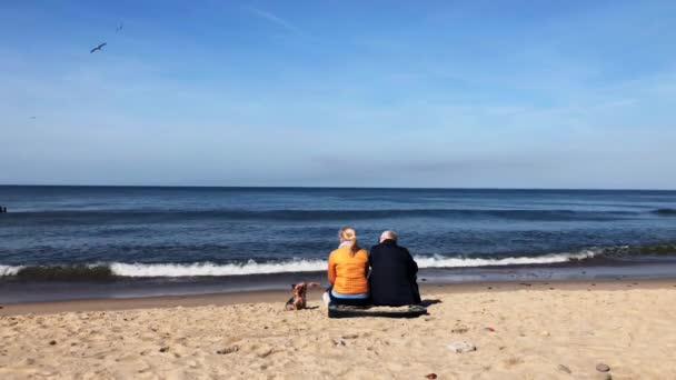 Coppia anziana seduta sulla riva del mare con cane piccolo, vista posteriore — Video Stock