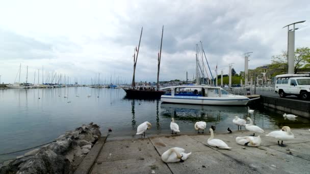 Båtar vid hamnen, svanar på förgrunden — Stockvideo
